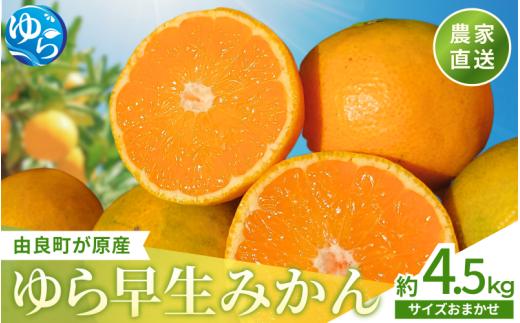 【先行予約】和歌山県産 ゆら早生みかん 約4.5kg  ※2025年10月中旬頃より順次発送予定 / 和歌山県 柑橘 みかん 甘い 蜜柑 フルーツ 果物 くだもの 食品 人気  晩柑 おすすめ 送料無料 産地直送 由良町【kzmn005】