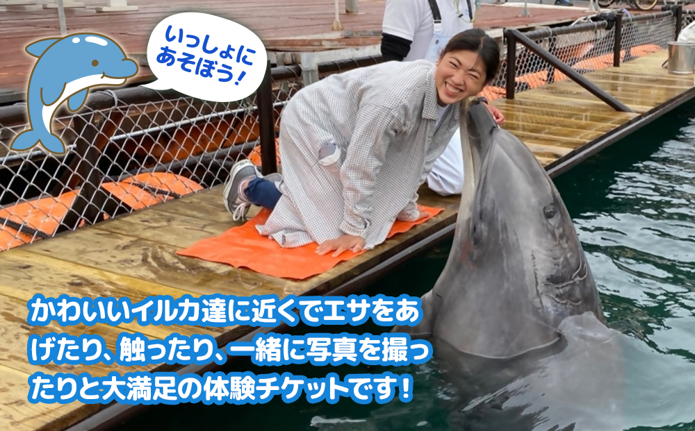イルカと遊ぼうFor Kids（イルカとふれあい体験チケット） | チケット レジャー 動物 津久見市