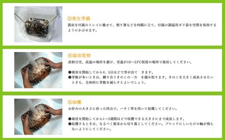 しいたけ栽培キット　にょきっと　3個セット