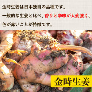 【 早期予約 12月より順次発送 】 高知県産 しょうが 「 金時生姜 」 2kg 高知 須崎 高知県 須崎市 野菜 薬味 生姜 しょうが 生姜 しょうが 生姜 しょうが 生姜 しょうが 生姜 しょう