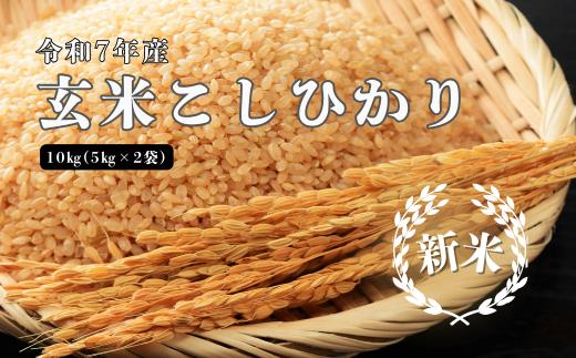 150253【令和7年産】しまね川本 玄米こしひかり 10kg(5kg×2)