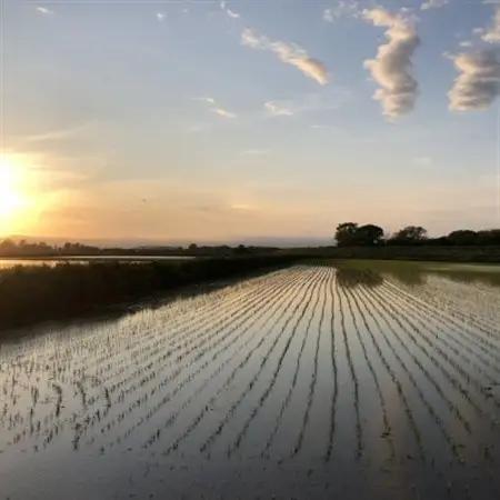 北海道産 特別栽培米ゆめぴりか 玄米5kg×2袋【1439012】