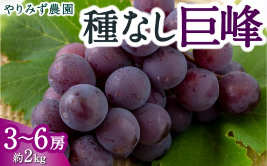 【先行予約】 やりみず農園 種なし 巨峰 3房から6房 （約2kg） 【2025年8月中旬から8月下旬 出荷予定】 葡萄 ぶどう ブドウ 種無し 果物 くだもの フルーツ 果実 新鮮 フレッシュ お取り寄せ 福岡県 うきは市
