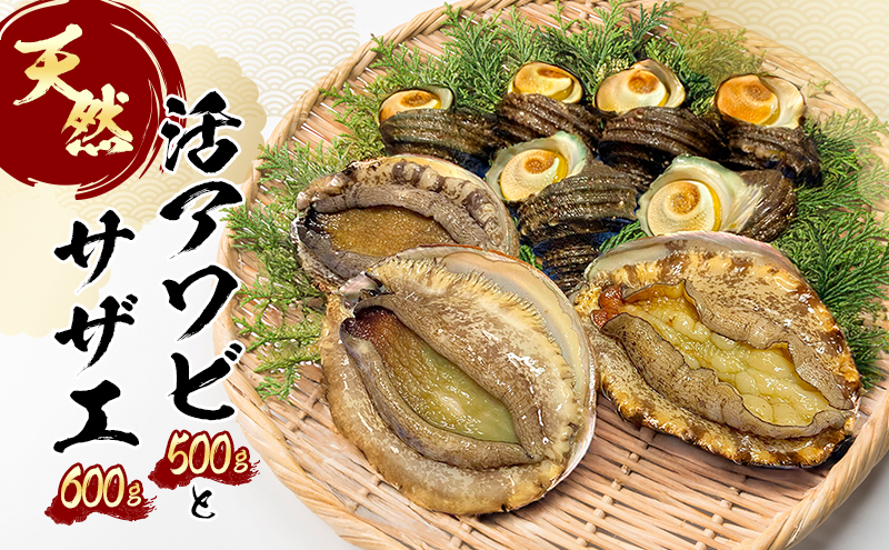 天然活アワビとサザエ （アワビ3～4個入り / サザエ5～6個入） 兵庫県 洲本市 淡路島