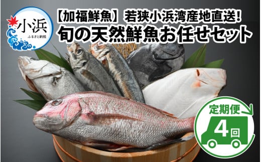 【定期便】 【全4回(3ヶ月毎発送)】 【下処理済】 旬の天然鮮魚 2kg 以上 おまかせ セット 【加福鮮魚】「若狭小浜港産地直送」！　