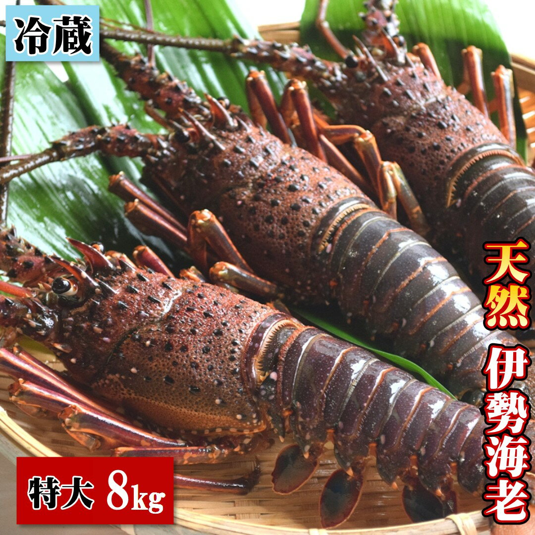 【ふるさと納税】 天然 伊勢海老 8.0kg（9～14尾） 新鮮 活き 伊勢エビ 産地直送 冷蔵 生食 エビ 海鮮 魚介 えび 刺し身 お刺身 お正月 お祝い ギフト 贈答用 高知 高知県 黒潮町