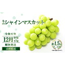 【ふるさと納税】 【令和6年産先行予約】 JA 冬のシャインマスカット 約1.5kg (2～3房 秀) 《令和6年12月中旬～下旬発送》 『JA山形おきたま』 山形県 南陽市 [2055]