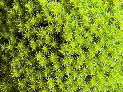 123-12　こけ専門農家直送!!スナゴケ（育苗トレー入り）6枚