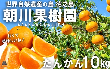 《先行予約》～世界自然遺産の島から～朝川果樹園さんのたんかん（10kg）　( タンカン フルーツ みかん 果物 柑橘 甘い 徳之島 奄美 鹿児島 もぎたて フレッシュ 世界自然遺産 フルーツアイランド