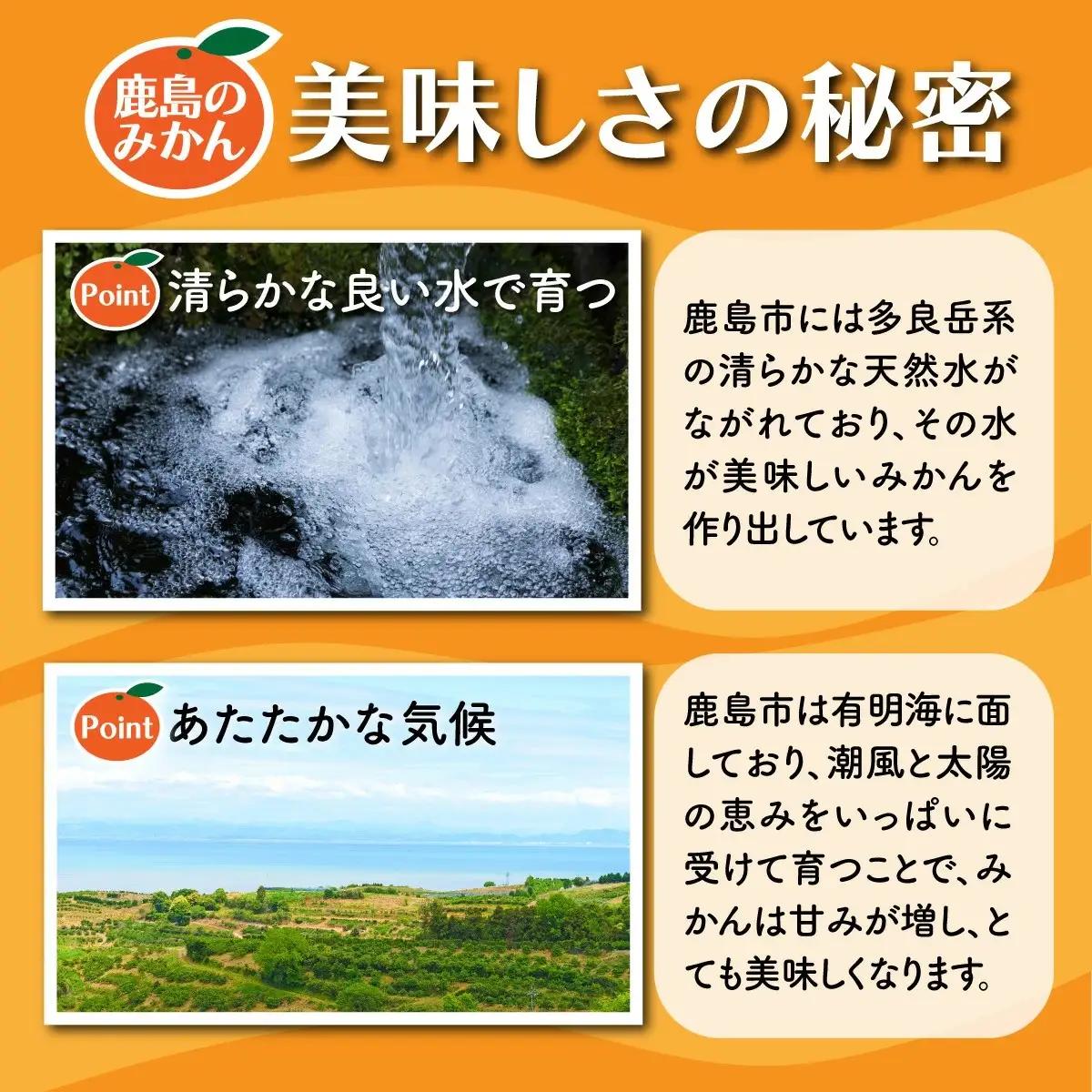 温州みかん 約8kg 佐賀県鹿島産 サイズ混合 | 《先行受付11月上旬より発送予定》みかん ミカン 甘い 小玉含む フルーツ 果物 果実 くだもの 蜜柑 柑橘 国産 冬季 大容量 家庭用 贈答 お取