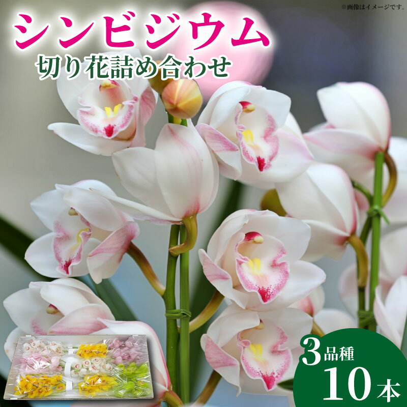 【ふるさと納税】 洋ラン 生花 花 シンビジウム 切り花 詰め合わせ 鉢 ギフト箱 蘭 洋蘭 季節 限定 徳島県 阿波市