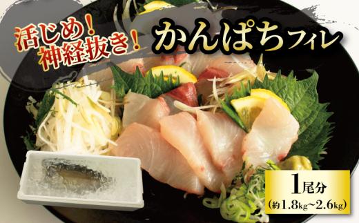 活じめ！神経抜き！かんぱちフィレ1尾分（約1.8～2.6㎏）| 鮮魚 刺身 お刺身 お刺し身 魚介 海の幸 冷蔵 かんぱち カンパチ 勘八 愛媛県 松山市