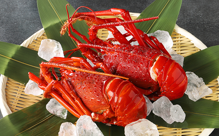 【辻水産】伊豆の海の贈りものセット（伊勢海老・あわび・さざえ）