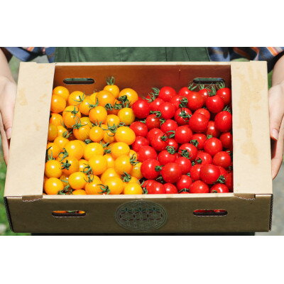 【ふるさと納税】◎農家直送◎ 北海道 富良野産 ミニトマト プレミアムルビー & イエローミミ 計3kg【1704473】