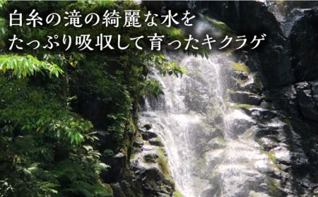 【国産菌床】 肉厚で良質な乾燥きくらげ(15g×4セット)キクラゲ 木耳 きのこファーム《糸島》[AFC003] キクラゲ きくらげ 木耳 乾燥 国産 きくらげ専門店 日本 干し