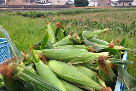 【先行受付】夢のような美味しさ！生食可能 高糖度 とうもろこし ドルチェ・ドリーム 3kg (5～7本) [桑高農園 静岡県 吉田町 22424250]
