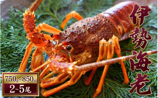 天然 伊勢えび（活）2～5尾 750～850g【2025年10月中旬頃から2026年3月末までに順次発送（1月は漁不可）】 / 伊勢えび 伊勢海老 海老 海鮮 天然 えび エビ 活