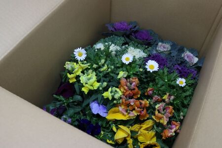 品種おまかせ 季節の花  寄せ植え 24ポット 花 