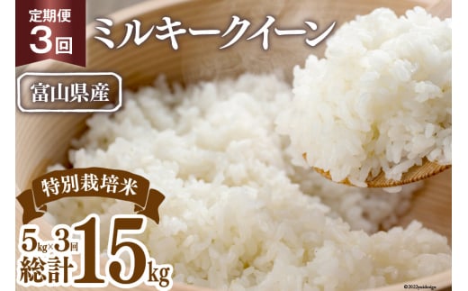 【期間限定発送】 3回 定期便 米 令和7年 特別栽培米 ミルキークイーン 精米 5kg ×3回 計 15kg [マッキーファーム 富山県 朝日町 34310561] お米 白米 美味しい 農家 直送