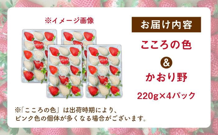 【R8年1月以降発送】こころの色×かおり野ミックス 紅白いちごセット 計880g（220g×4パック） 【Strawberryfarm-K】  紅白いちご 希少 いちご 果物 フルーツ かおり野 セッ