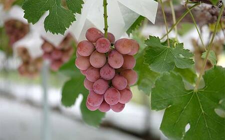 ≪2026年 先行予約≫クイーンニーナ1房入り（やまのべ多田農園のぶどう）山形県産 フルーツ 果物 くだもの 葡萄 ブドウ 贅沢 F4A-1009