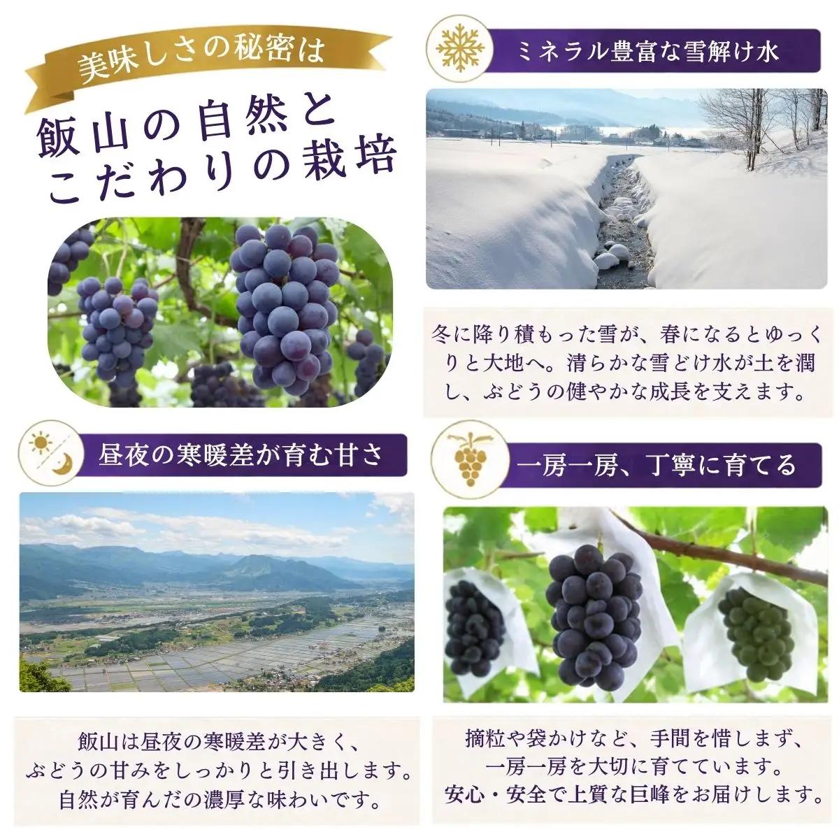 種なし巨峰 2房（約1kg以上）《2026年9月上旬より順次発送》｜木原果樹園