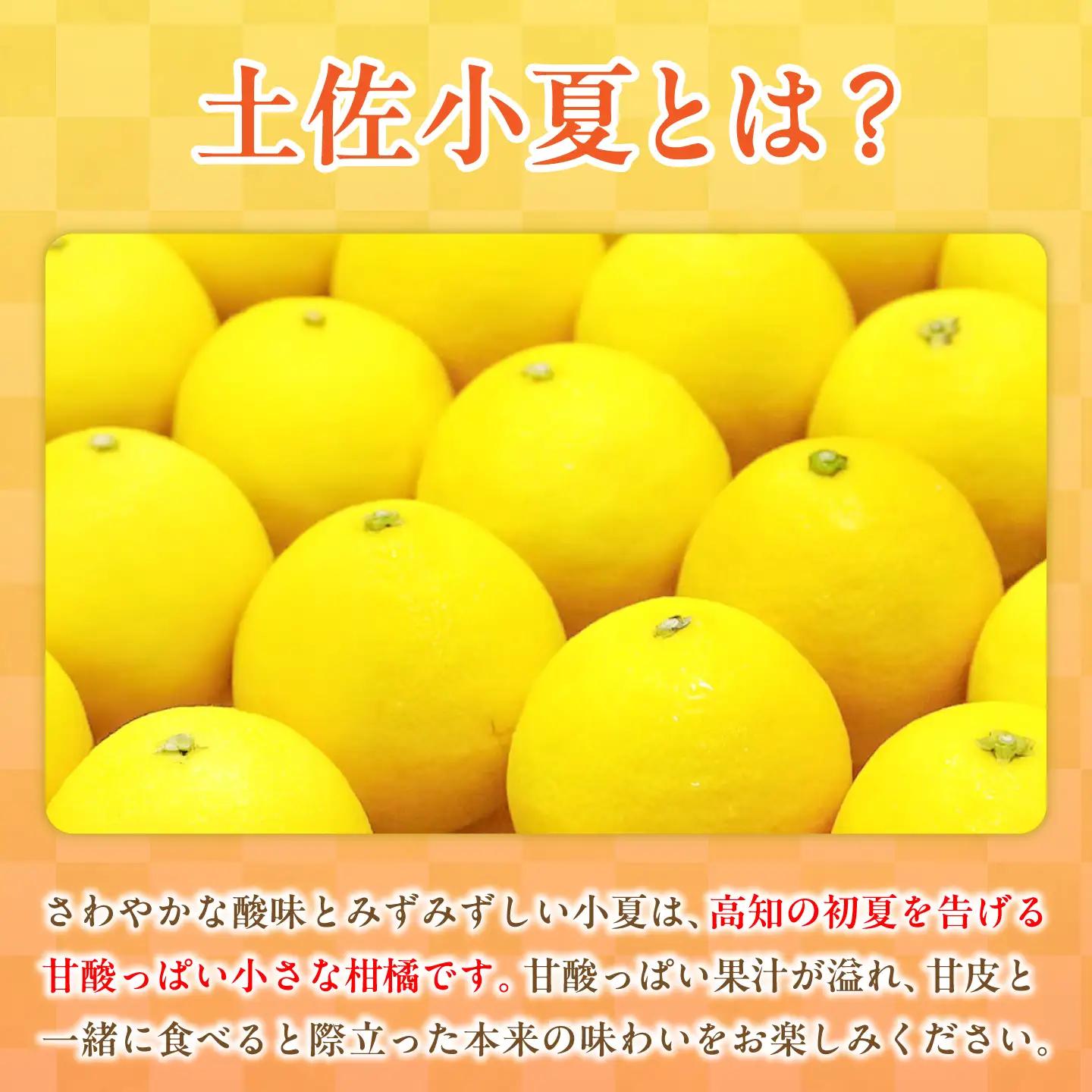 【先行予約】土佐小夏 ご家庭用 約5kg〈2027年5月下旬-2027年6月下旬頃発送〉 高知県土佐市 【株式会社SHIRAKI】 [BQAI034]
