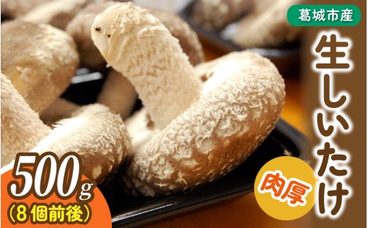 葛城市産生しいたけ（500g） 8個前後 椎茸 シイタケ 生 国産 セット 500g 新鮮 菌床 スライス 奈良県 葛城市【kobo003】