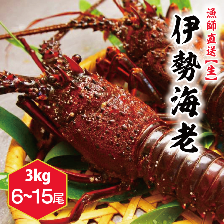 【漁師直送／生】伊勢海老 （3kg／6〜15本） 伊勢エビ (KBL-17)