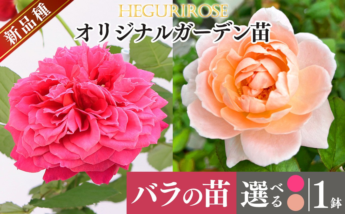 
            市場をはじめ愛好家から高評価 ! オリジナルガーデン苗 四季咲き | ローズ 薔薇 バラ フラワー 花 ガーデニング 苗 庭 新鮮 高品質 綺麗 平群のバラ 苗 四季咲き 平群ローズ 品質 こだわり 丹精込めて栽培 美しい  国産 ストロベリーメイビー フレンチピンク ピンク 花もちがいい しっかり梱包 平群ローズ株式会社 奈良県 平群町
          