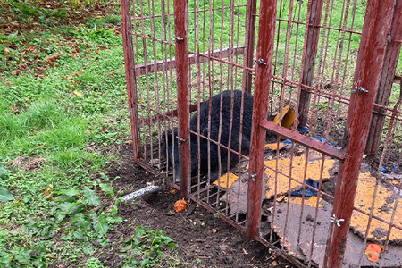【返礼品なし】熊被害対策支援(山形県庄内町)