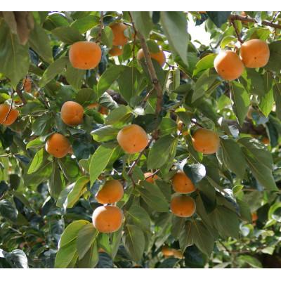ふるさと納税 橋本市 秋の味覚 「たねなし柿」 10〜12玉入り |  | 02
