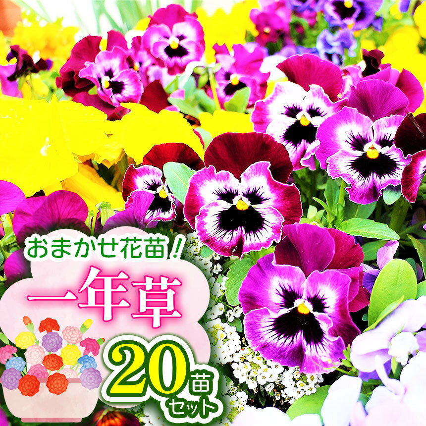 【ふるさと納税】 花苗1年草20苗 | 花 お花 フラワー 草 一年草 1年草 苗 ガーデニング ガーデン 兵庫県 上郡町
