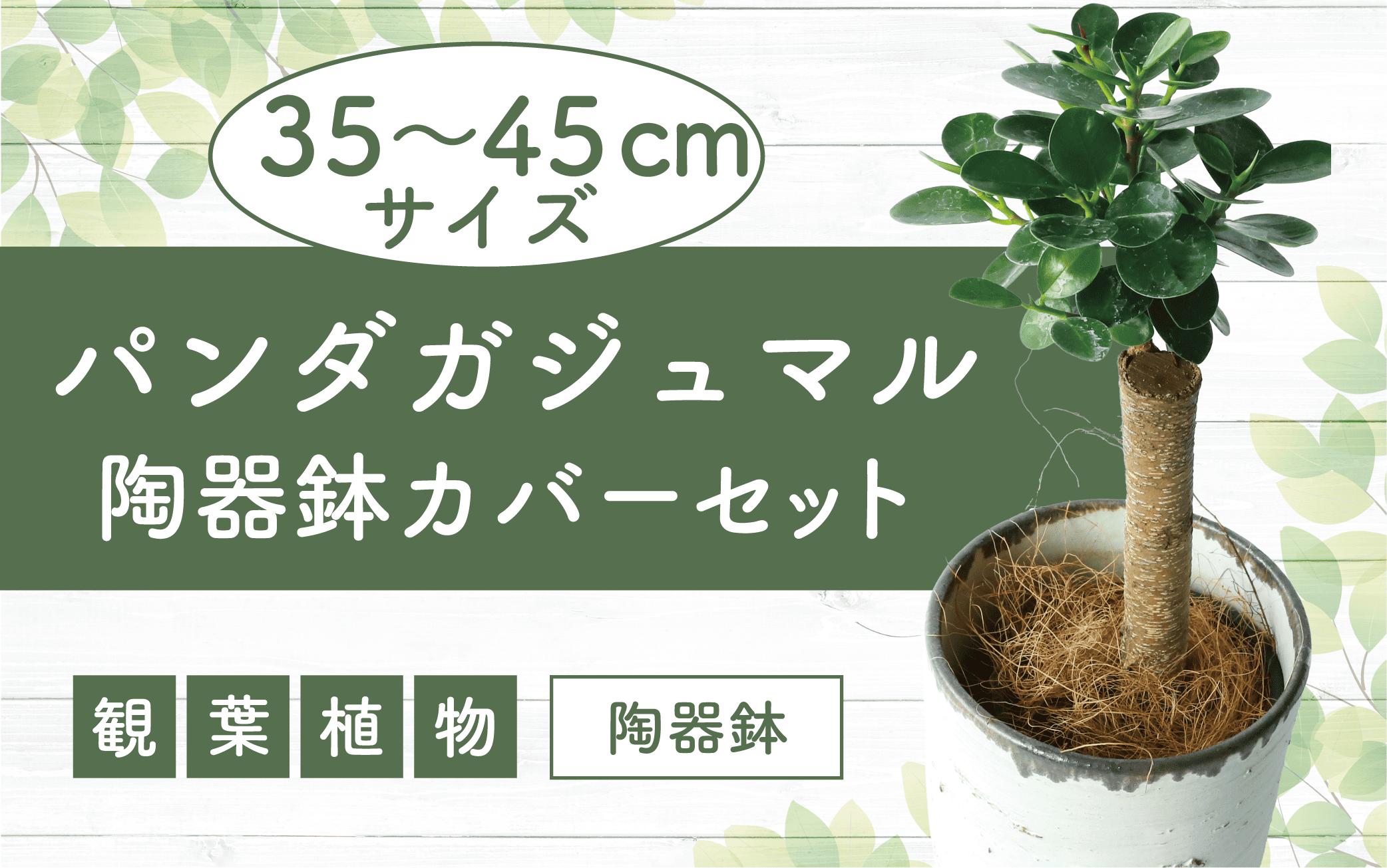 
【観葉植物】前園植物園と指宿の陶芸家がコラボ！パンダガジュマル35cm～45cm 陶器鉢カバー入り(前園植物園/035-1508) 南国鹿児島県で育った 観葉植物！植物 鉢付 インテリア 室内 オフィス おしゃれ プレゼント ギフト 開店祝い 移転祝い マイナスイオン【配送不可地域：北海道・沖縄県・離島】
