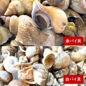 生食可・2種類のバイ貝むき身　各2パック【配送不可地域：離島】【1286882】