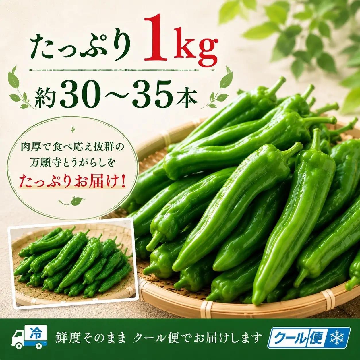 万願寺とうがらし（京野菜）1kg（目安30～40本）｜ 京野菜