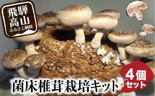 【2024年10月～発送】 菌床椎茸栽培キット 4個セット | しいたけ シイタケ 椎茸 栽培キット 栽培 菌床 しいたけ菌 椎茸菌 夏休み 自由研究 飛騨高山きのこの里 GK002