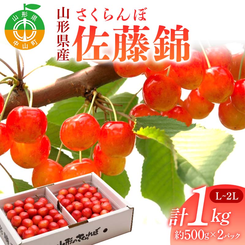 《2025年先行予約》 山形県産 さくらんぼ 佐藤錦 約500g×2パック（L～2Lサイズ） 特秀 果物 フルーツ 山形県 中山町 F4A-0416
