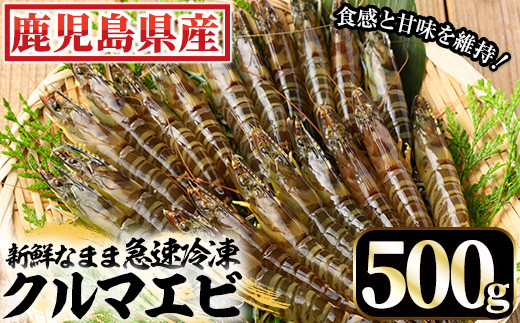 鹿児島県産 冷凍 車海老 500g 合計20尾（25g/尾、10尾×2袋） 活き車海老 急速冷凍 しました♪ お刺身 生食 や 塩焼き にして バーベキュー ♪ 車海老フライ にもオススメ！【A-1538H】