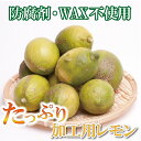 【ふるさと納税】＜先行予約＞加工用　黒潮レモン 【選べる容量】2.5kg 5kg 6.5kg 10kg 【和歌山有田産】【防腐剤・WAX不使用、安心の国産レモン】【わけあり・訳ありレモン】【果汁用】 ＜9月〜4月下旬ごろに順次発送＞/ 和歌山 レモン れもん フルーツ 果物 柑橘 果実 果汁