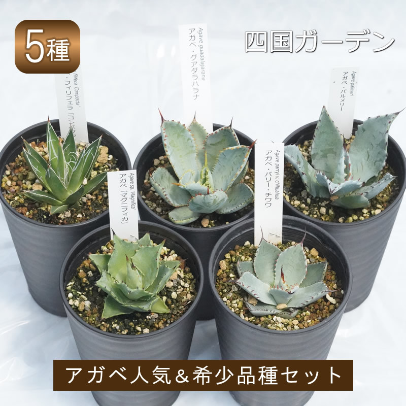 
            多肉植物 インテリア アガベ 人気品種おまかせ5ポットセット 3.5号黒鉢 四国ガーデン 人気 観葉植物 グリーン リラックス 初心者でも育てやすい 伊予市｜C01
          