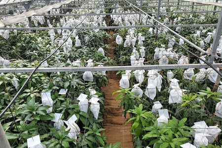 【2024年発送】濃厚な大人の味 沖縄県「キーツマンゴー」2kg