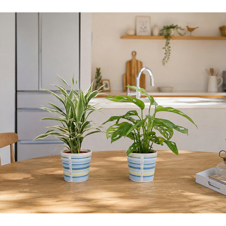 【ふるさと納税】 観葉植物 ハイミニウィンリー 2個セット [三浦園芸 愛知県 岡崎市 ok23bzw830001] 植物 インテリア 水耕栽培 ミニ 植物 ハイドロコーン 発砲煉石 陶器 管理方法 緑のある暮らし 育てやすい 初心者 手軽