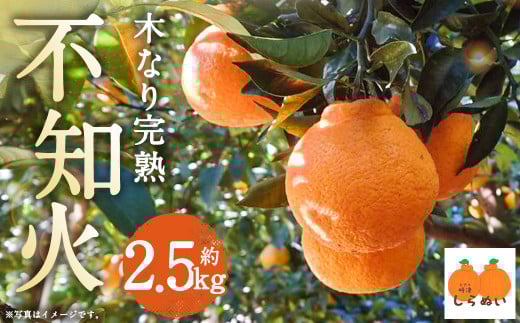 【数量限定】 少量オススメ！木なり 完熟不知火 約2.5㎏【2026年3月上旬発送開始】 フルーツ 蜜柑 柑橘 果物 不知火