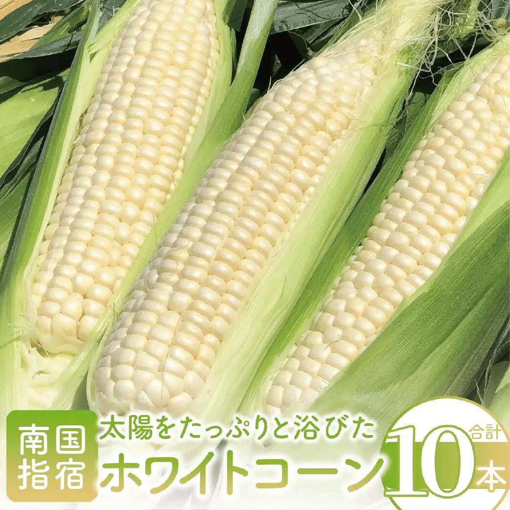 厳選とうもろこし 指宿産ホワイトコーン10本 わくわくファームたがわ IB069-002 とうもろこし とうもろこし