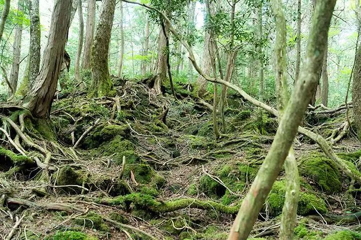 (2)青木ケ原樹海・天然洞窟・ミステリー４時間コース【大人２名様分体験チケット】