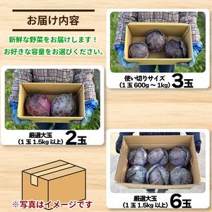 キャベツ レッドキャベツ 厳選 大玉 2玉 (1玉1.5kg以上)  紫キャベツ キャベツ