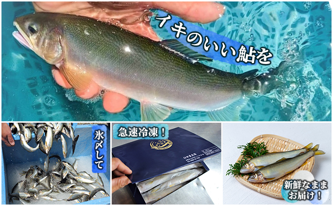  2025年9月発送 生産者直送！「信州あゆ 子持ち 」冷凍8尾入 長野 上田市
