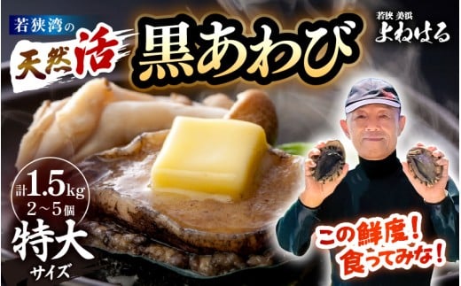 【先行予約】日本海若狭湾の 天然 活黒アワビ 計1.5kg (2～5個) 特大サイズ  鮮度抜群！【2026年6月より順次発送予定】 刺身 お造り バター焼き BBQ 入手困難 あわび アワビ 鮑 クロアワビ 黒あわび [m17-o004_06]