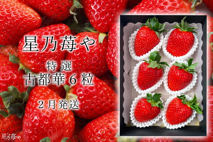 【先行予約】【古都華】【特選】 大粒 6粒 2025年2月発送 ///苺 いちご イチゴ ストロベリー  古都華 奈良 奈良県 広陵町 生産者直送  直送 厳選 数量限定 旬 フルーツ 甘い 完熟 果物